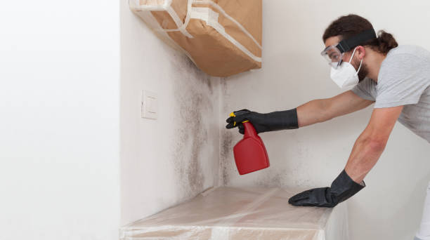 Professional Black Mold Remediation technician working in Harmans, MD
