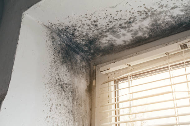 Affordable Black Mold Remediation solutions in Harmans, MD