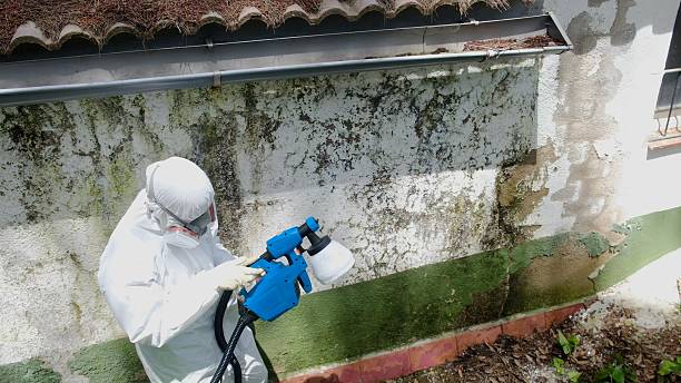 Top rated local Black Mold Remediation specialists in Harmans, MD